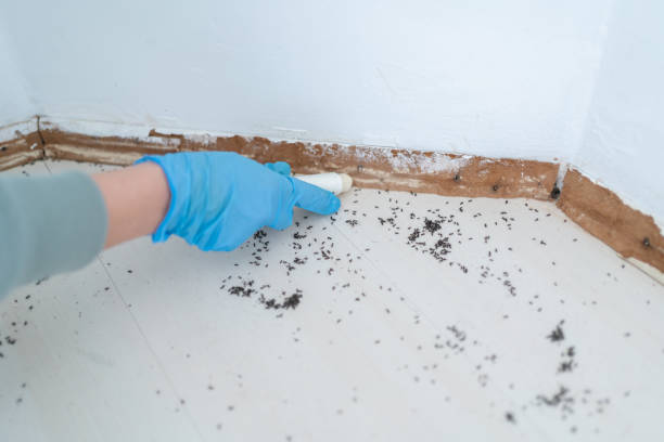 Best Ant Control Services  in Niagara, WI